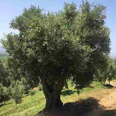 Secular olive tree variety Ottobratico with which the company Deliba Produces Ottobratico oil