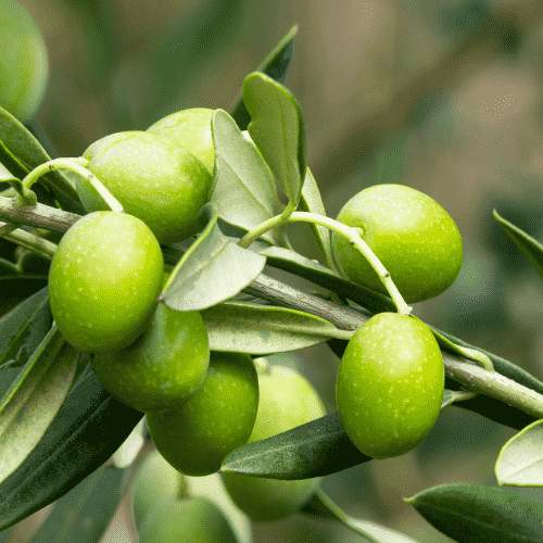 ramoscello di ulivo ottobratico con olive ottobratiche