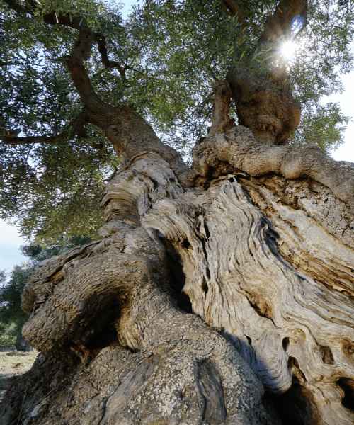 Secular Olive Tree Ottobratic Deliba